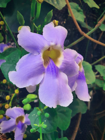 Exotic purple flowers found in the tunnelの写真素材