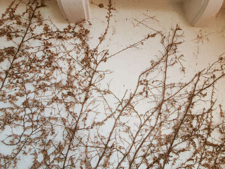 Natural pattern of dried climber on white wallの写真素材