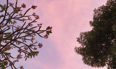 Two tall trees with the scenic view of evening pink skyの写真素材