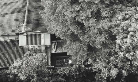 Shady local neighborhood view from condominium's windowの写真素材