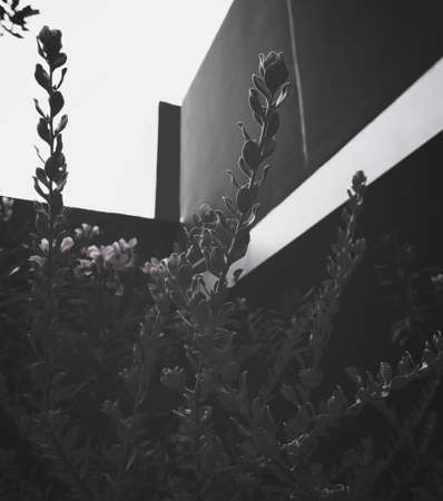 A backlight shot tiny plants and flowers in black and whiteの写真素材