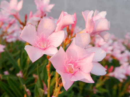 Foreground focus of a refreshing  pink flowers in the sunset lightの写真素材