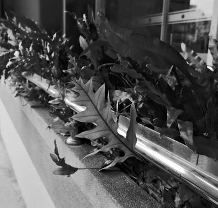 Unique-shape leaves trying to reach out to the sunlight in black and white