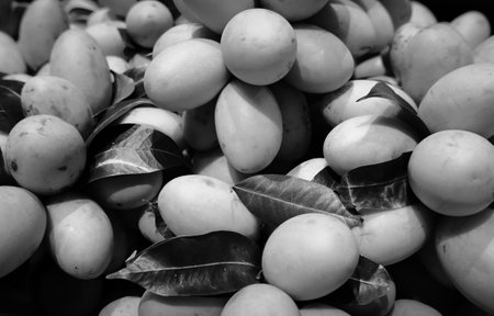 Marian Plums closed up picture in black and whiteの写真素材