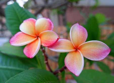 Colorful Plumeria flowers blooming in the summerの写真素材