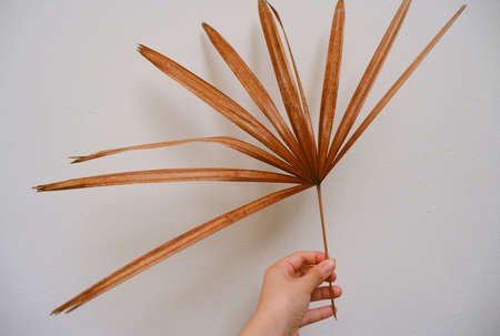 Human hand holding dried Slender lady palm leavesの写真素材