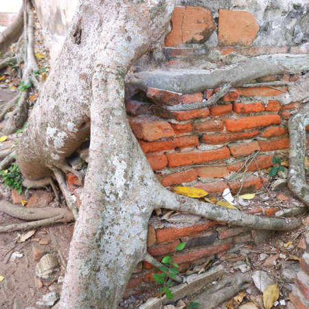 Picture of ancient temple with tree and roots growing on its wallの写真素材