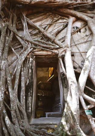 Mysterious chapel covered with tree roots in Thailandの写真素材