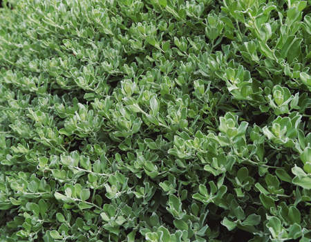 Tiny green leaves closed up photo in natural lightの写真素材