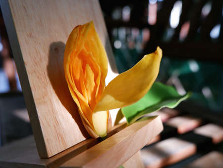 Yellow Champak flower with wooden background in the morning sunlightの写真素材