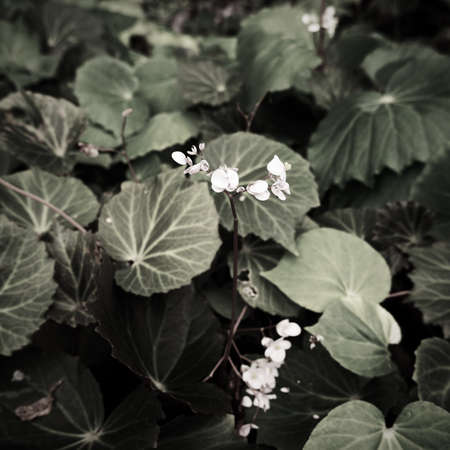 Small white flowers in the garden. Black and white photo, selective focus.の写真素材