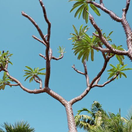 Tropical tree on blue sky background. Nature and environment concept.の写真素材