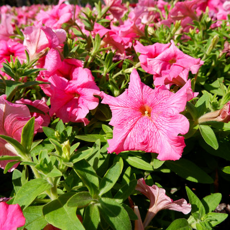 Classic pink flowers with fresh green leaves in hot summerの写真素材