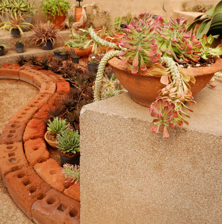 Pink cactus in orange clay pot in the desert gardenの写真素材