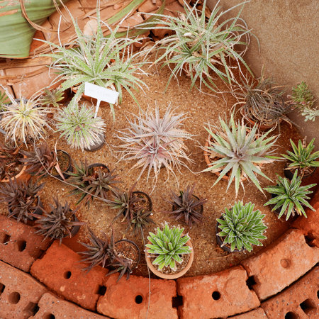 Variety of tiny cactus on the groundの写真素材