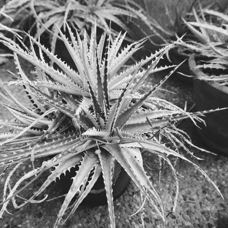 Tiny thorny cactus in black and white close upの写真素材