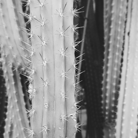 Close up of cactuses in black and white. Selective focus.の写真素材