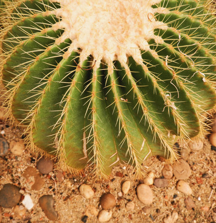 cactus in a botanical garden, note shallow depth of fieldの写真素材