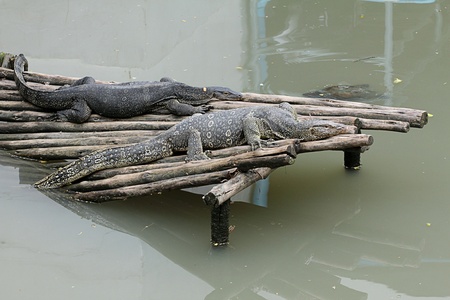 water monitor lizard (Varanus bengalensis)
