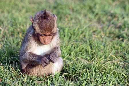 baby monkey の写真素材