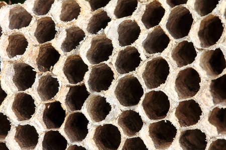 detail of nestの写真素材