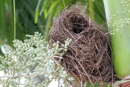 nest on treeの写真素材