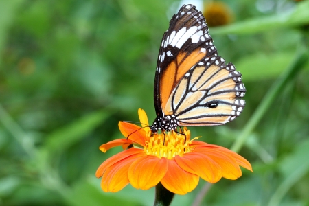 butterfly in the gardenの写真素材