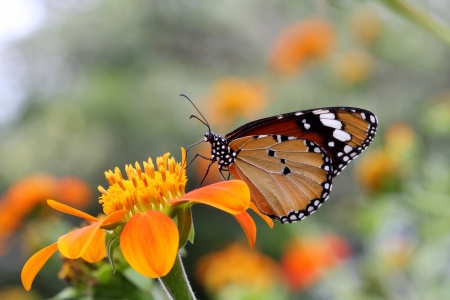 butterfly in the gardenの写真素材