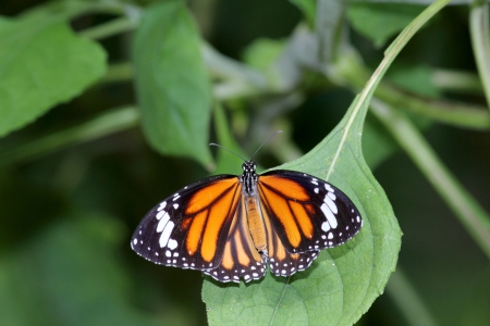 butterfly in the garden