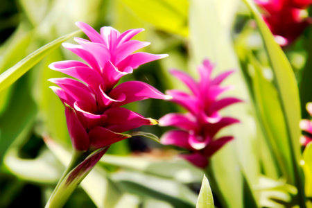 Flowers in a unique, unique and beautiful.の写真素材