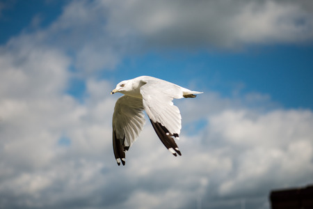 Lone Seagull flying with blue skys and white cloudsの写真素材