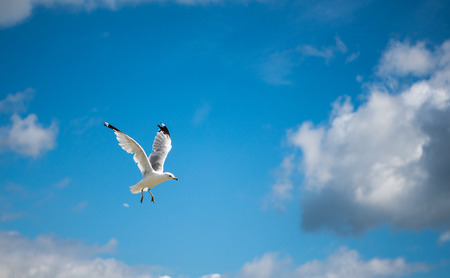Lone Seagull flying with blue skys and white cloudsの写真素材