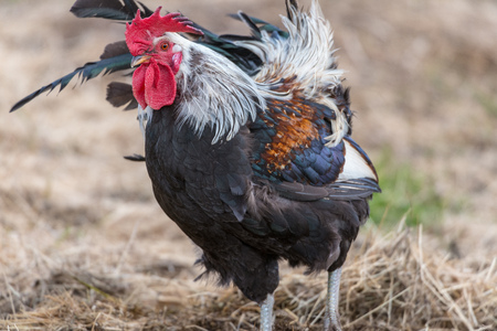 A colorful rooster looking to the left with a blurred background.