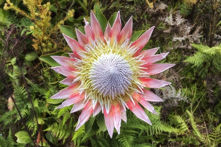 Protea flower in bloom, in South Africa 