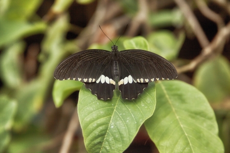 Butterfly on leaf の写真素材