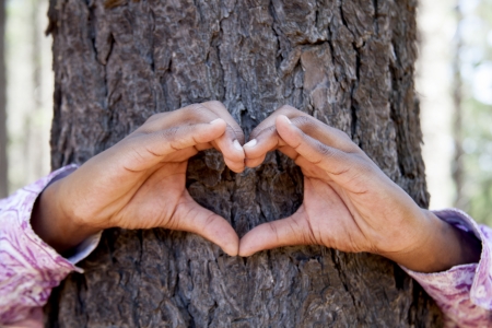 hands making an heart shape on a trunk of a tree. Great ecology concept の写真素材