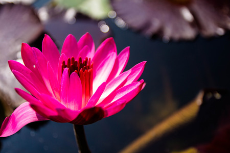 Pink Lotusの写真素材