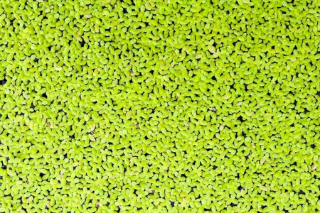 Duckweed covered on the water surface.