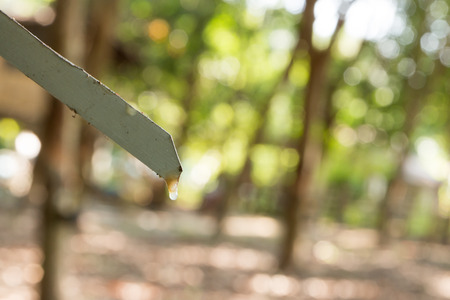 Tapping latex from a rubber tree.の写真素材