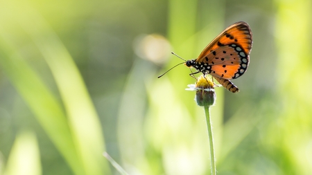 Tiger butterfly on flower.