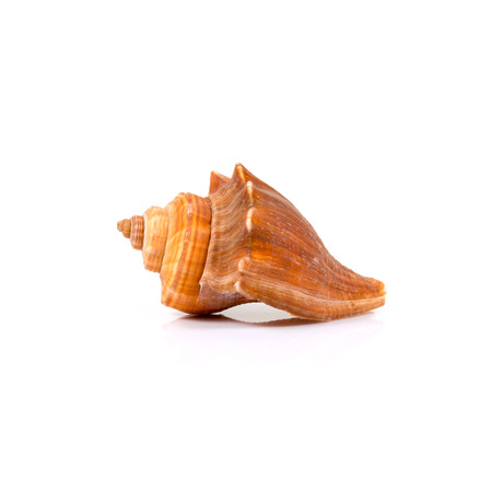 sea shell isolated on white background.
