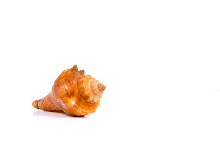 sea shell isolated on white background.の写真素材