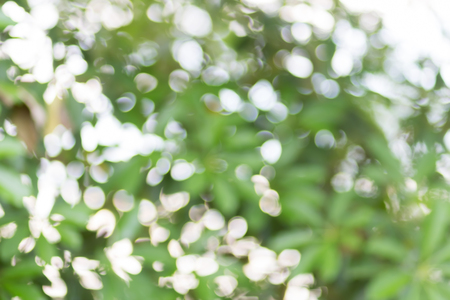 Abstract nature bokeh backgroundの写真素材