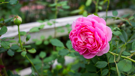 Pink rose in the garden.