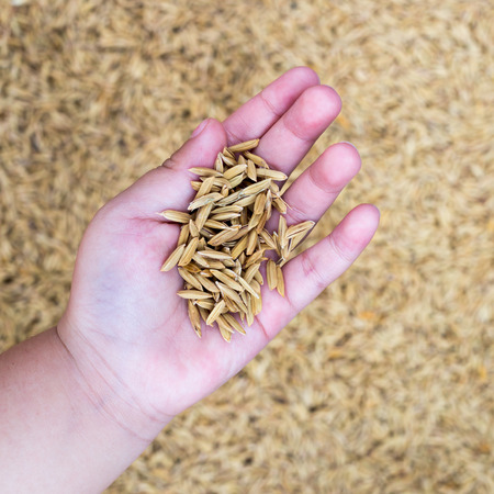 A child's hand holding a paddy.の写真素材