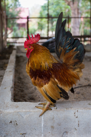 colorful cockの写真素材