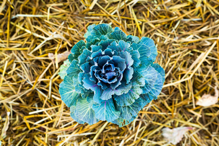 Close up of fresh cabbage or kale amongst the hay