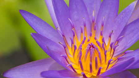 Close up of a purple water lily bloom.の写真素材