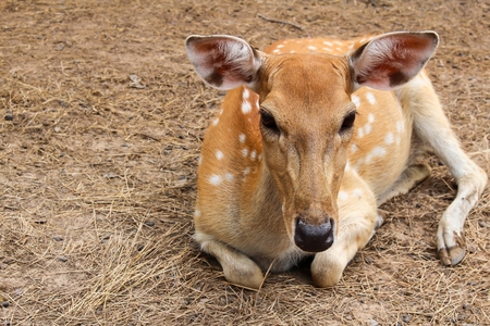 Deer in the open zoo.の写真素材