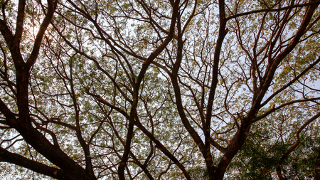 ree with branches in nature for use a backgroundの写真素材